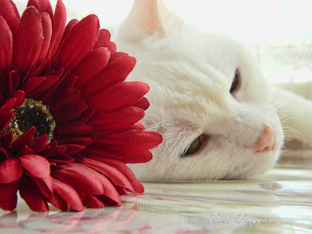 西甲球队防守协作机制对抢断成功率的促进作用，西甲球星保护政策