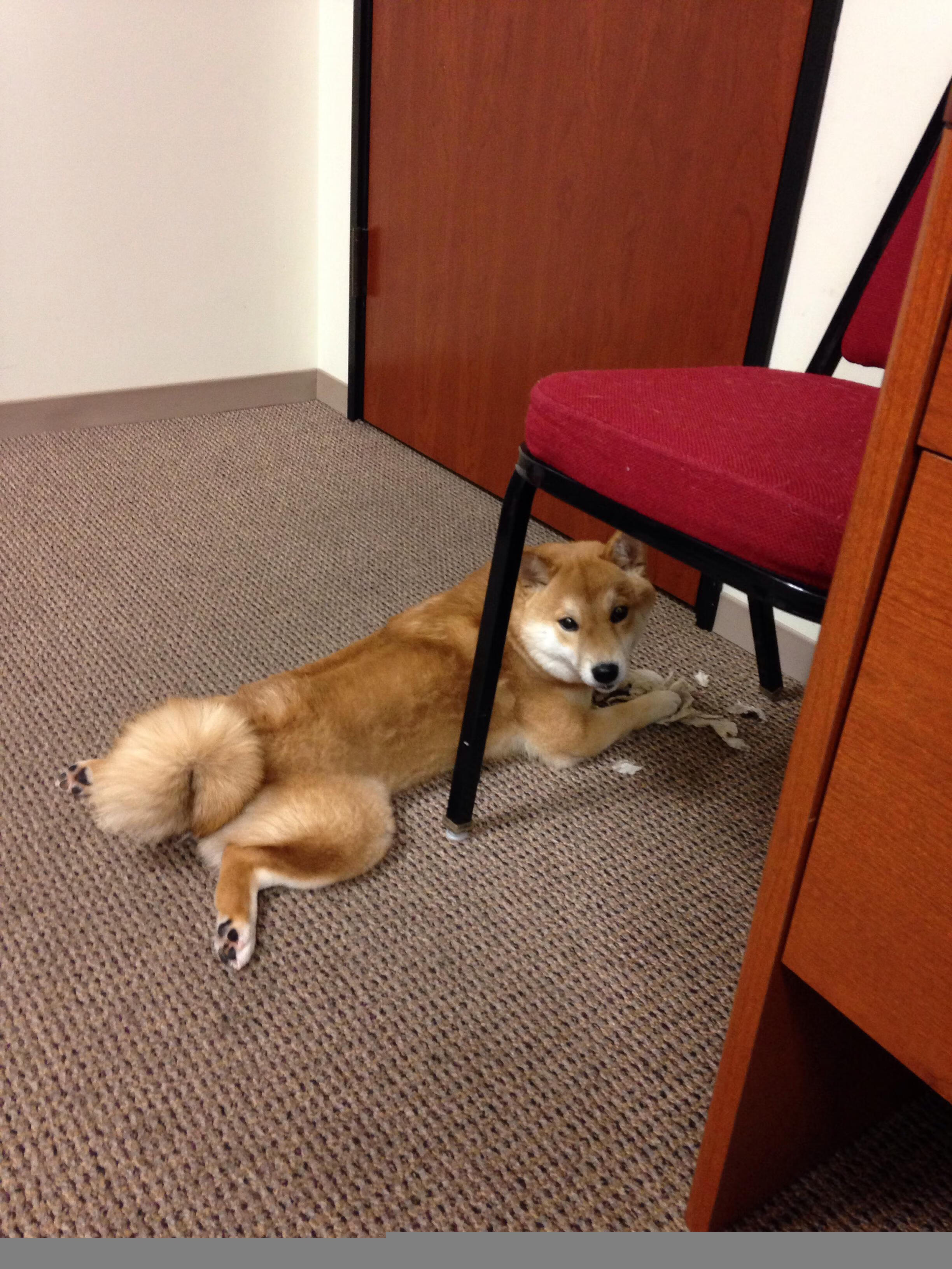 CBA球队优化训练节奏控制强度，cba的训练强度