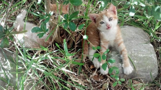“亲子跑步乐园!牛仔3K亲子跑让香港全家一起奔跑”