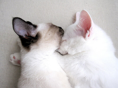 体育新闻中心推动智能体育场馆管理系统建设，体育场馆智慧化建设