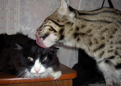 季后赛经验多的球员是否更擅长应对压力,季后赛比常规赛强的球员