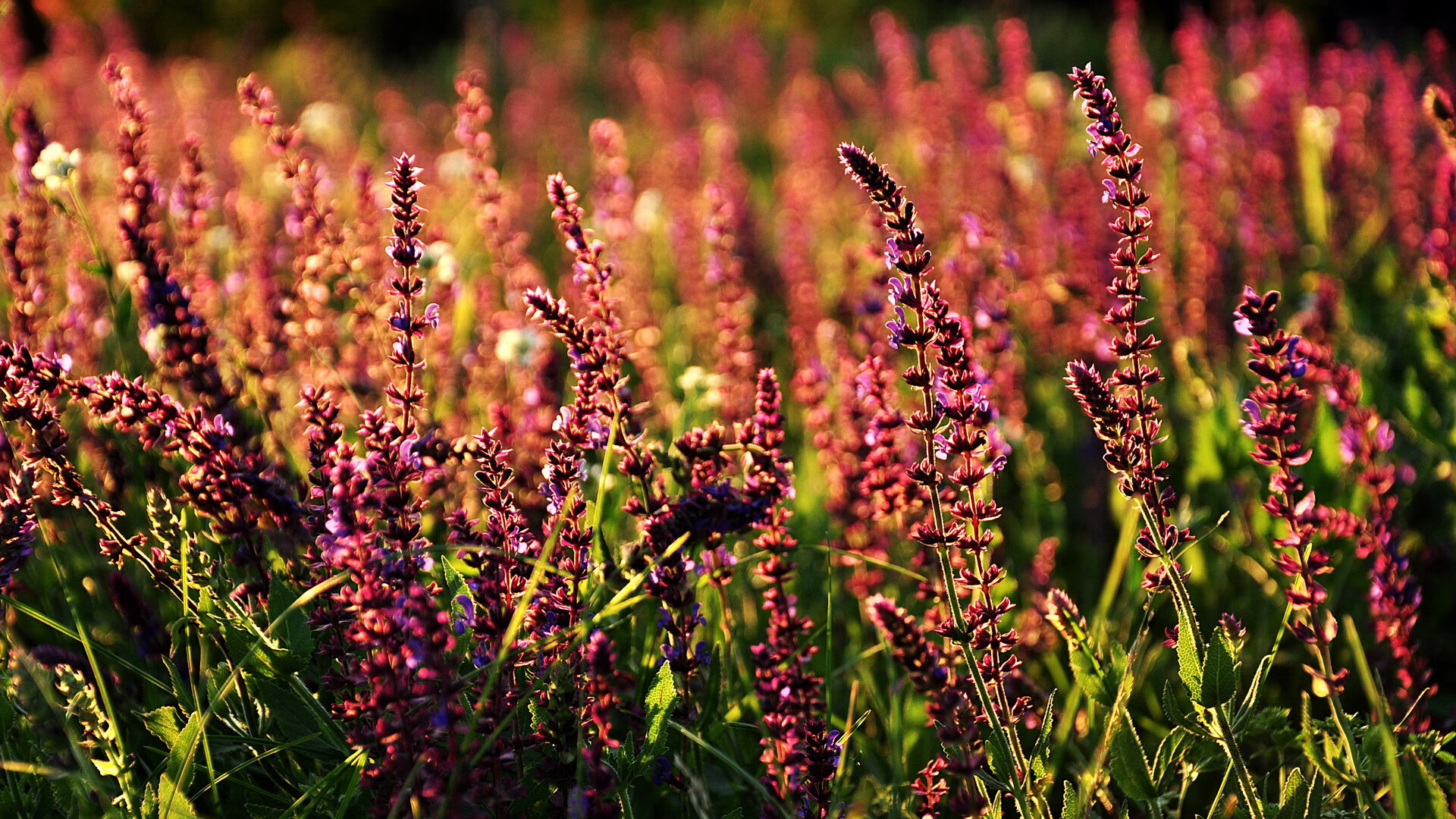 瑞典队战术解析：击球技巧与战术配合的无缝连接，瑞典打球