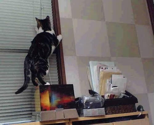 罗马尼亚队团体赛制深入分析:如何通过战术配合提升整体稳定性