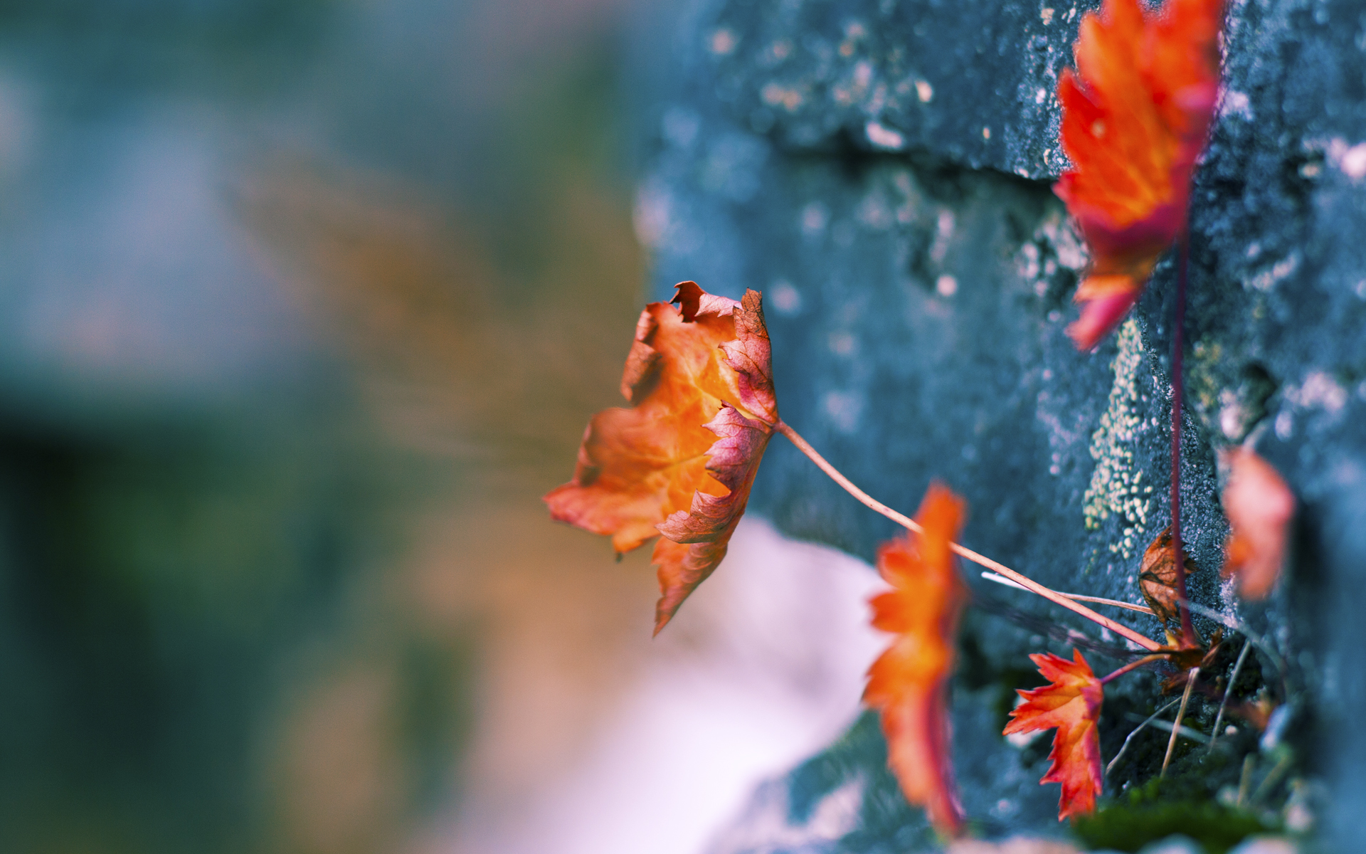 青少年足球赛事缺乏专业组织力量，青少年的足球联赛