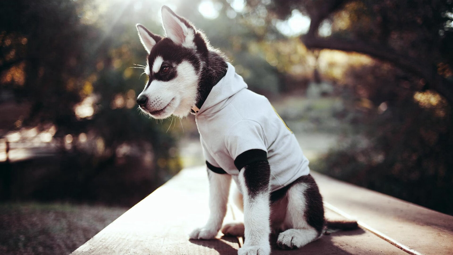 万乐天泳姿优雅动作细腻，万乐天江西哪里人