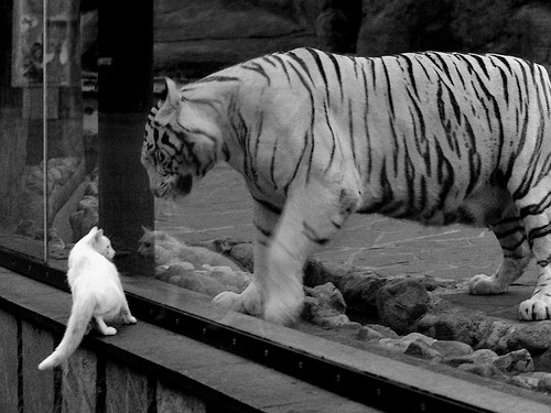 中小学篮球竞赛成绩纳入综合素质评估体系推动体教融合，中小学篮球比赛