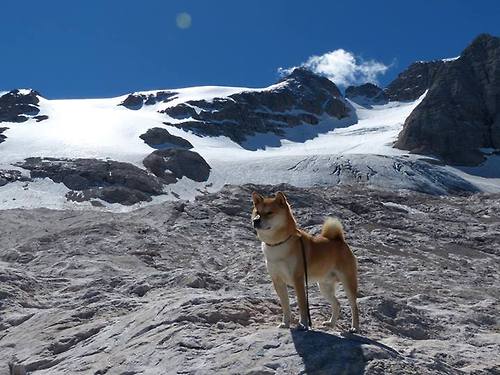 伊朗男篮在亚洲预赛中奋勇拼搏，挑战奥运奖牌梦想，伊朗男篮近期战绩